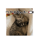 サバトラのアラシ君（個別スタンプ：7）