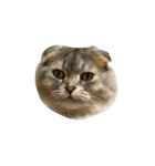 可愛い猫ちゃんのすたんぷ（個別スタンプ：1）