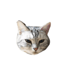 可愛い猫ちゃんのすたんぷ（個別スタンプ：3）