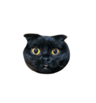 可愛い猫ちゃんのすたんぷ（個別スタンプ：4）
