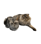 可愛い猫ちゃんのすたんぷ（個別スタンプ：6）