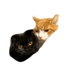 可愛い猫ちゃんのすたんぷ（個別スタンプ：7）