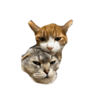 可愛い猫ちゃんのすたんぷ（個別スタンプ：8）