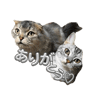 可愛い猫ちゃんのすたんぷ（個別スタンプ：11）
