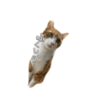 可愛い猫ちゃんのすたんぷ（個別スタンプ：13）