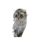 可愛い猫ちゃんのすたんぷ（個別スタンプ：15）