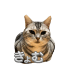 可愛い猫ちゃんのすたんぷ（個別スタンプ：16）