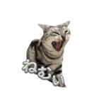 可愛い猫ちゃんのすたんぷ（個別スタンプ：17）