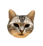 可愛い猫ちゃんのすたんぷ（個別スタンプ：21）