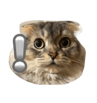 可愛い猫ちゃんのすたんぷ（個別スタンプ：22）