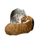 可愛い猫ちゃんのすたんぷ（個別スタンプ：23）