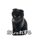 可愛い猫ちゃんのすたんぷ（個別スタンプ：24）