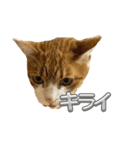 可愛い猫ちゃんのすたんぷ（個別スタンプ：25）
