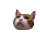 可愛い猫ちゃんのすたんぷ（個別スタンプ：26）