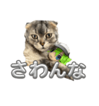 可愛い猫ちゃんのすたんぷ（個別スタンプ：29）