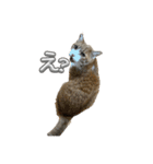 可愛い猫ちゃんのすたんぷ（個別スタンプ：31）