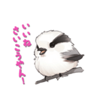 毎日使える鳥スタンプ - エナガ（個別スタンプ：19）