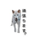 チロルルスタンプ⑦（個別スタンプ：1）