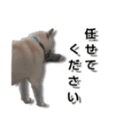 チロルルスタンプ⑦（個別スタンプ：2）