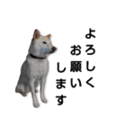 チロルルスタンプ⑦（個別スタンプ：4）