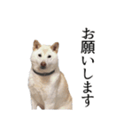 チロルルスタンプ⑦（個別スタンプ：5）