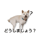 チロルルスタンプ⑦（個別スタンプ：8）