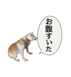 チロルルスタンプ⑦（個別スタンプ：11）