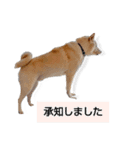 チロルルスタンプ⑦（個別スタンプ：12）