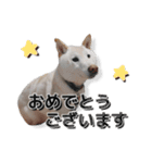 チロルルスタンプ⑦（個別スタンプ：13）