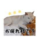 チロルルスタンプ⑦（個別スタンプ：15）