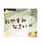 チロルルスタンプ⑦（個別スタンプ：16）