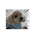 愛犬cocoちゃま（個別スタンプ：1）