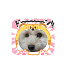 愛犬cocoちゃま（個別スタンプ：3）