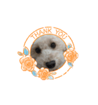 愛犬cocoちゃま（個別スタンプ：5）
