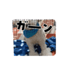 愛犬cocoちゃま（個別スタンプ：6）