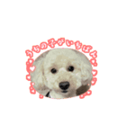 愛犬cocoちゃま（個別スタンプ：7）