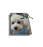 愛犬cocoちゃま（個別スタンプ：8）