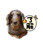 ミニチュアダックスのジョナスくん2（個別スタンプ：1）