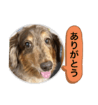 ミニチュアダックスのジョナスくん2（個別スタンプ：3）