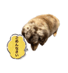 ミニチュアダックスのジョナスくん2（個別スタンプ：4）