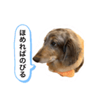 ミニチュアダックスのジョナスくん2（個別スタンプ：5）
