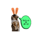 ミニチュアダックスのジョナスくん2（個別スタンプ：8）