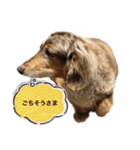 ミニチュアダックスのジョナスくん2（個別スタンプ：10）