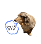 ミニチュアダックスのジョナスくん2（個別スタンプ：12）