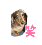 ミニチュアダックスのジョナスくん2（個別スタンプ：14）