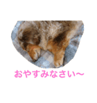 ミニチュアダックスのジョナスくん2（個別スタンプ：15）
