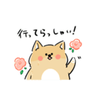 日常で使える柴犬スタンプ①（個別スタンプ：1）