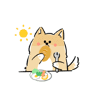 日常で使える柴犬スタンプ①（個別スタンプ：6）