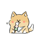 日常で使える柴犬スタンプ①（個別スタンプ：8）