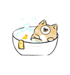 日常で使える柴犬スタンプ①（個別スタンプ：11）